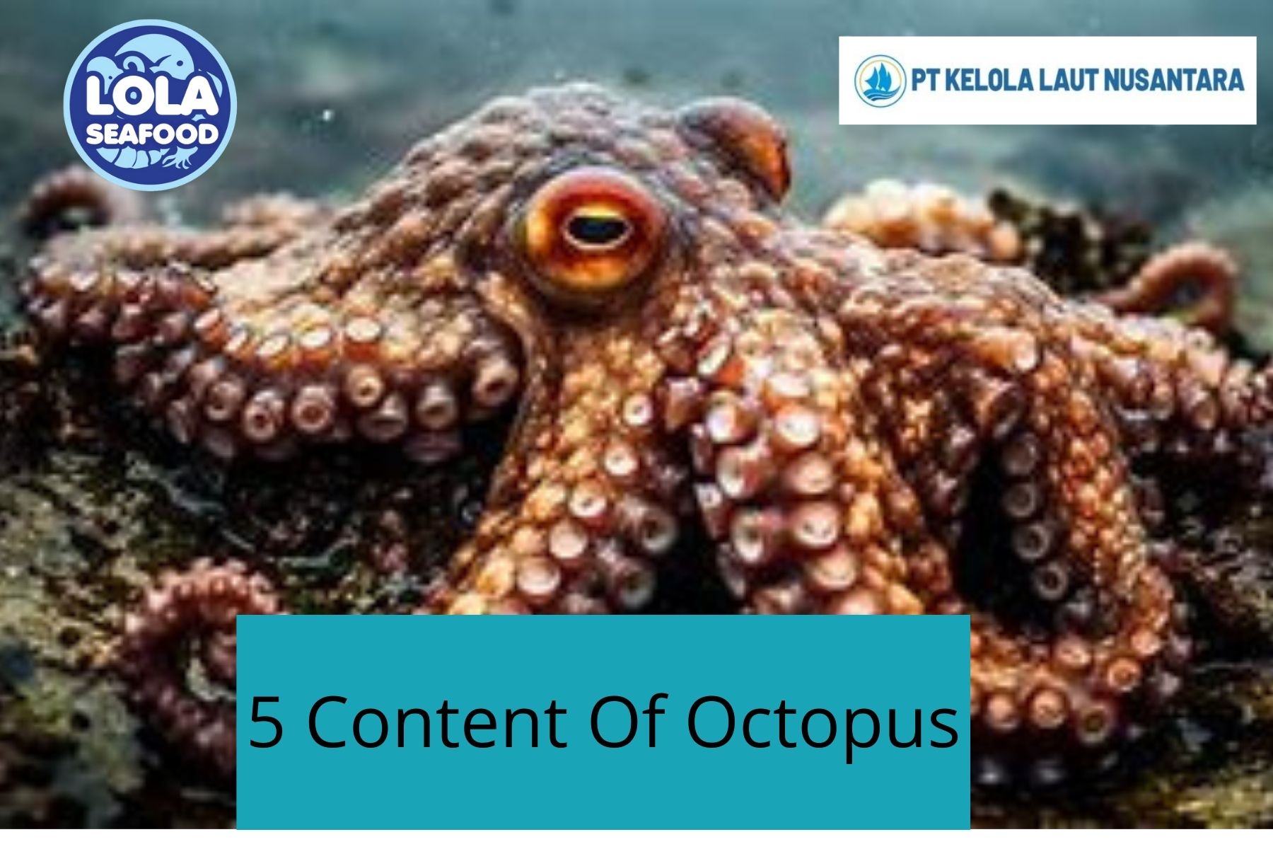 5 Content Of Octopus